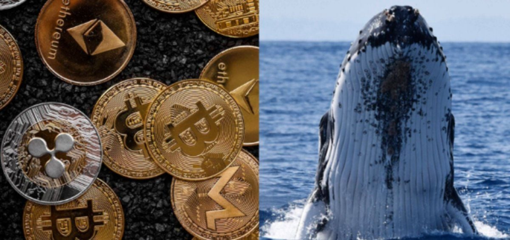 비트코인·이더리움·XRP 고래 매집 증가, 약세장 바닥 신호일까 1 image 1